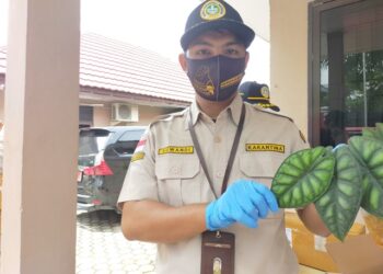 Tanaman Alocasia dari Kaltara Banyak Diminati