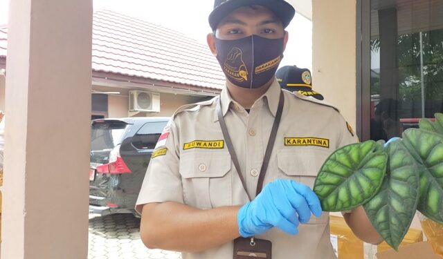 Tanaman Alocasia dari Kaltara Banyak Diminati