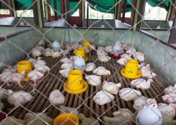 Stok Ayam Ras Melimpah Dorong Deflasi Kaltara -0,21 Persen pada Oktober 2020   