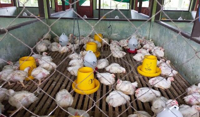 Stok Ayam Ras Melimpah Dorong Deflasi Kaltara -0,21 Persen pada Oktober 2020