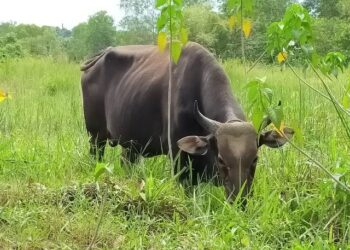 Dukung Realisasi Sikomandan, 1.173 Ekor Sapi Dilahirkan