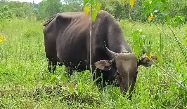Dukung Realisasi Sikomandan, 1.173 Ekor Sapi Dilahirkan