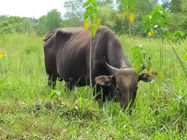 Dukung Realisasi Sikomandan, 1.173 Ekor Sapi Dilahirkan