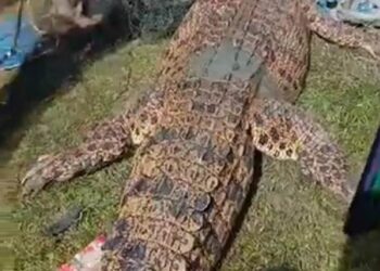 Nahas, Seorang Anak di Mansapa Diterkam Buaya