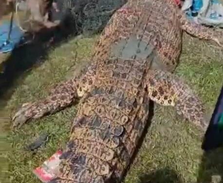 Nahas, Seorang Anak di Mansapa Diterkam Buaya