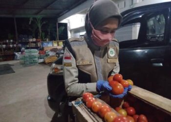 Karantina Pertanian Tarakan Lepas Ekspor Tomat Tujuan Malaysia