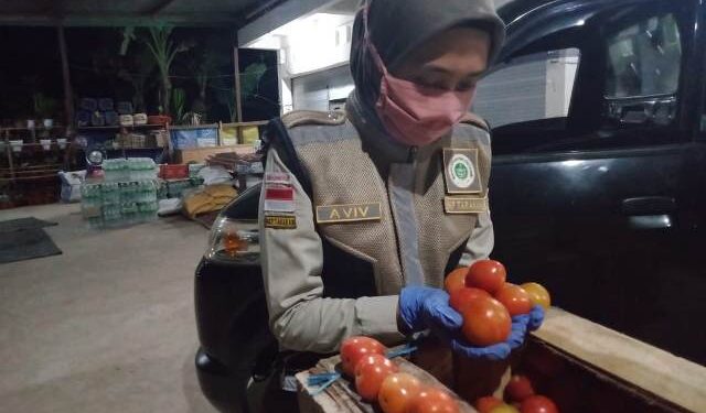 Karantina Pertanian Tarakan Lepas Ekspor Tomat Tujuan Malaysia