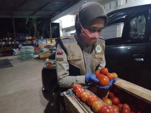 Karantina Pertanian Tarakan Lepas Ekspor Tomat Tujuan Malaysia