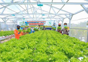 Electrifying Agriculture: Pemanfaatan Lampu UV Terbukti Tingkatkan Produktivitas Tanaman Hidroponik