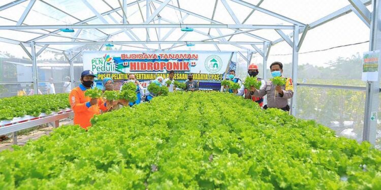 Electrifying Agriculture: Pemanfaatan Lampu UV Terbukti Tingkatkan Produktivitas Tanaman Hidroponik