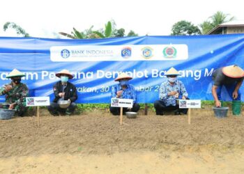 Uji Coba Demplot Tuai Hasil, Tarakan Potensi untuk Budidaya Bawang Merah