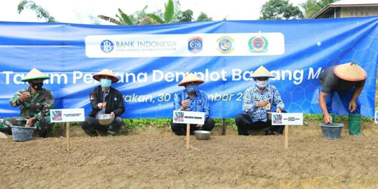 Uji Coba Demplot Tuai Hasil, Tarakan Potensi untuk Budidaya Bawang Merah