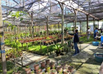 Pemkot Gandeng Pertamina EP Asset 5 Tarakan Benahi Kebun Anggrek