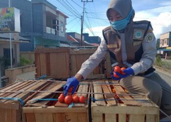 Ditengah Pandemi Covid-19, Ekspor Komoditas Hortikultura Asal Kaltara Melejit