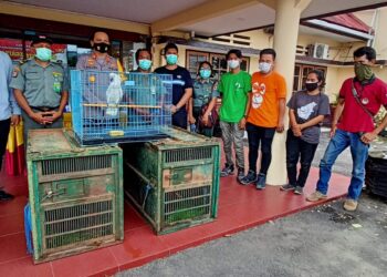 2 Macan Dahan dan 1 Kakak Tua Putih Diamankan Polres Tarakan. Nilainya Ditaksir Miliaran Rupiah