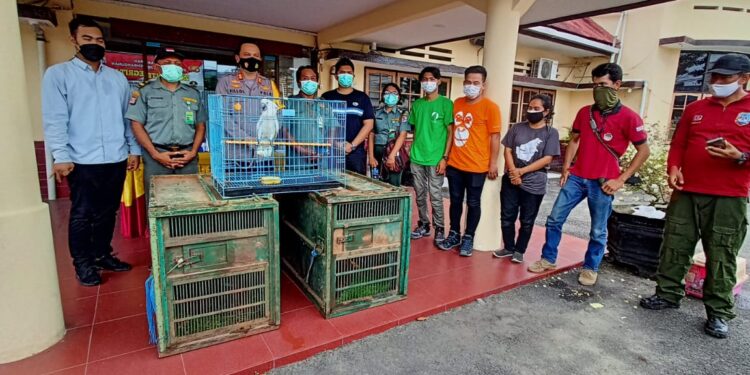 2 Macan Dahan dan 1 Kakak Tua Putih Diamankan Polres Tarakan. Nilainya Ditaksir Miliaran Rupiah