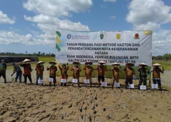 Tingkatkan Kapasitas Produktivitas Padi, KPwBI Provinsi Kaltara Gandeng Pemkab Bulungan Terapkan Tanam Padi dengan Metode Hazton