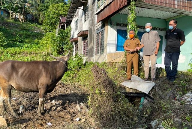 Wali Kota Khairul Serahkan 1 Ekor Sapi Kurban di Masjid Al Amin