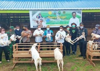 Ke Kaltara, Mentan Kunjungi Peternakan Kambing Boer di Desa Apung