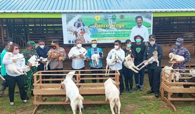Ke Kaltara, Mentan Kunjungi Peternakan Kambing Boer di Desa Apung