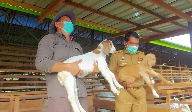 Gubernur Zainal Apresiasi Pengembangbiakkan Kambing Boer
