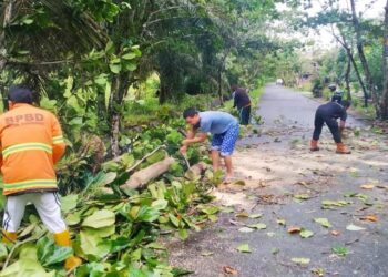 Pohon Tumbang di Lima Lokasi, BPBD Tarakan Imbau Waspadai Dampak Cuaca Ektrem
