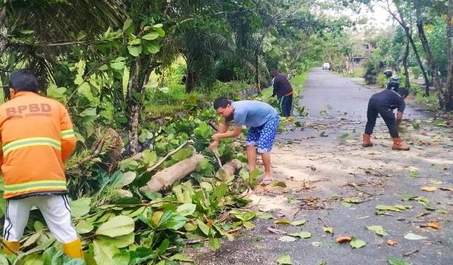 Pohon Tumbang di Lima Lokasi, BPBD Tarakan Imbau Waspadai Dampak Cuaca Ektrem