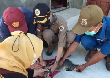 Karantina Pertanian Tarakan Dukung Pembebasan Rabies di Kepulauan Derawan