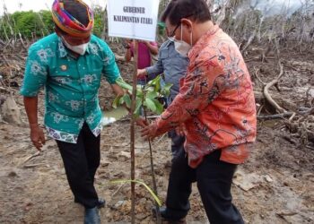 Ribuan Bibit Pohon Bakau Ditanam di Desa Ardi Mulyo