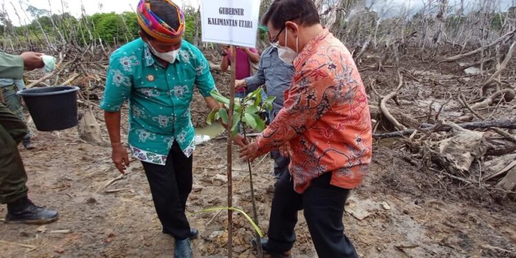 Ribuan Bibit Pohon Bakau Ditanam di Desa Ardi Mulyo