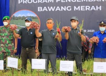 Panen Bersama Bawang Merah, Wali Kota Khairul Berharap Tarakan ke Depan Tidak Bergantung Pasokan dari Luar Daerah