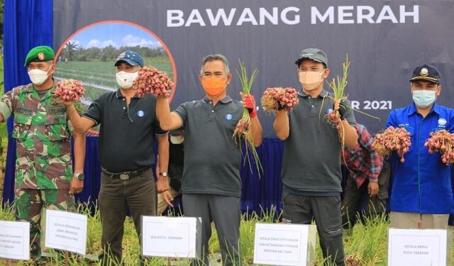 Panen Bersama Bawang Merah, Wali Kota Khairul Berharap Tarakan ke Depan Tidak Bergantung Pasokan dari Luar Daerah