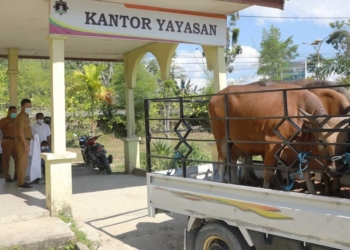 Pastikan Tidak Beli Hewan Kurban Dari Luar