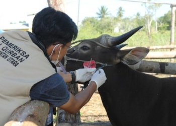 Ternak Kurban Dipasang Label Sehat