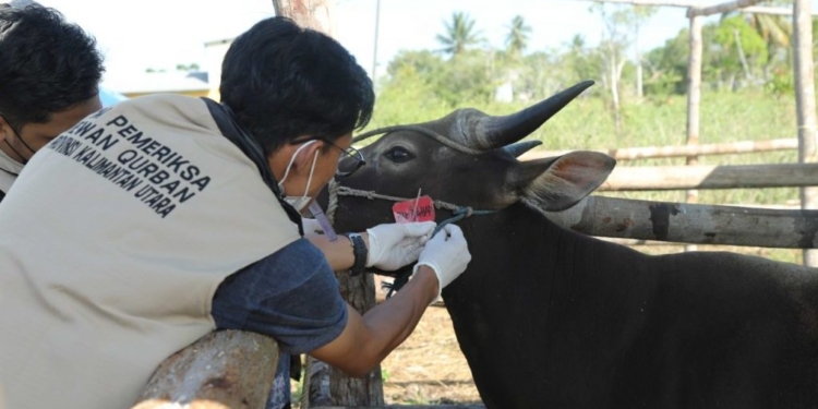 Ternak Kurban Dipasang Label Sehat