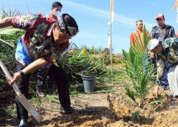 Tanam Sawit Rakyat dan Integrasi Jagung, Harap Petani Tak Andalkan Satu Komoditi