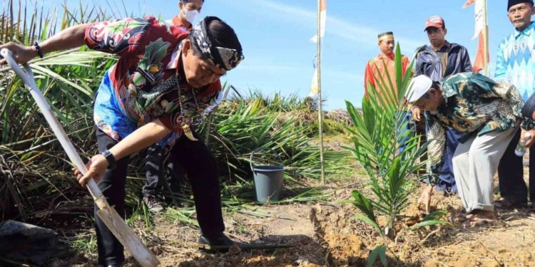Tanam Sawit Rakyat dan Integrasi Jagung, Harap Petani Tak Andalkan Satu Komoditi