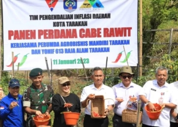 Panen Cabai Rawit, Upaya TPID Tarakan Kendalikan Inflasi