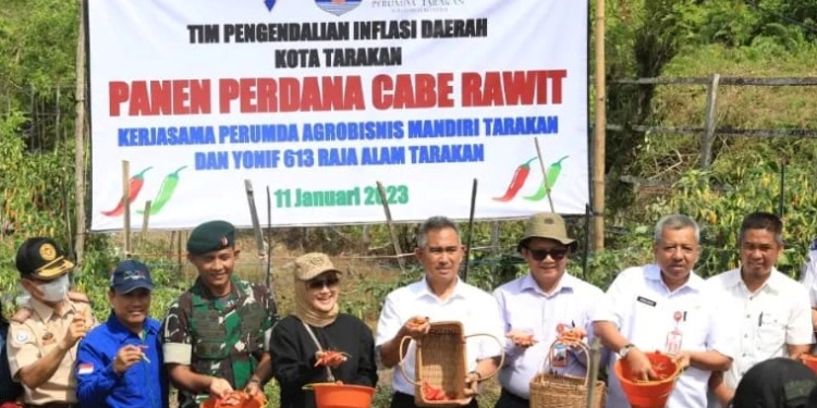 Panen Cabai Rawit, Upaya TPID Tarakan Kendalikan Inflasi