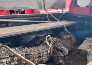 Kemunculan Buaya Muara 2 Meter Lebih Gegerkan Warga Damai Bakti  