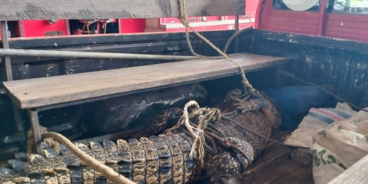 Kemunculan Buaya Muara 2 Meter Lebih Gegerkan Warga Damai Bakti  