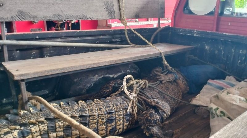 Kemunculan Buaya Muara 2 Meter Lebih Gegerkan Warga Damai Bakti