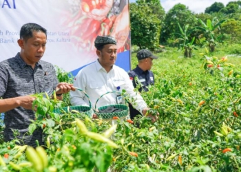 KPwBI Kaltara Bersama Pemda Panen Cabai, Kembangkan Metode Proliga di Bulungan