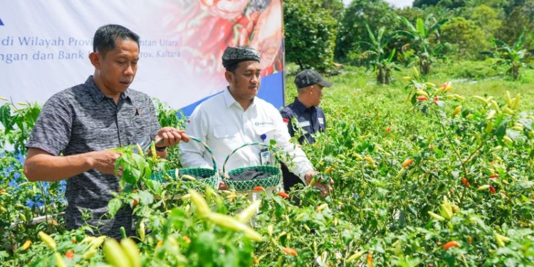 KPwBI Kaltara Bersama Pemda Panen Cabai, Kembangkan Metode Proliga di Bulungan