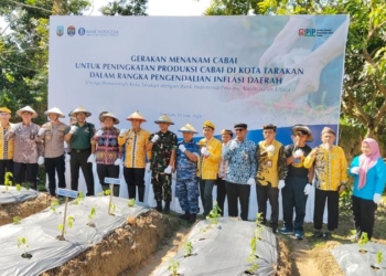 Dukung Pengendalian Inflasi, Bank Indonesia Kolaborasi dengan Pemkot Tarakan Giatkan Gerakan Mananam Cabai