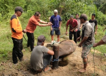 Berkurban Bersama PKS, Potong 56 Sapi dan 4 Ekor Kambing  