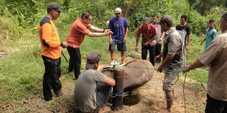 Berkurban Bersama PKS, Potong 56 Sapi dan 4 Ekor Kambing