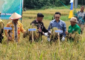 Kelompok Tani Binaan Medco E&P Tarakan Kembangkan Padi Varietas Biosalin