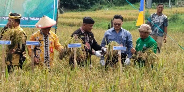 Kelompok Tani Binaan Medco E&P Tarakan Kembangkan Padi Varietas Biosalin