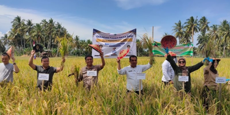 Pemprov Kaltara Gelar Panen Raya Bersama Gapoktan Mamminasae Sebatik